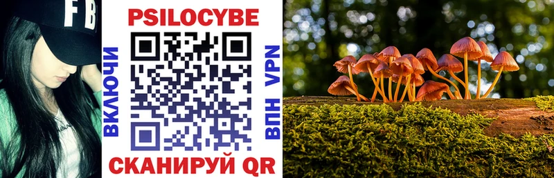 Псилоцибиновые грибы Psilocybe  цены наркотик  Жиздра 